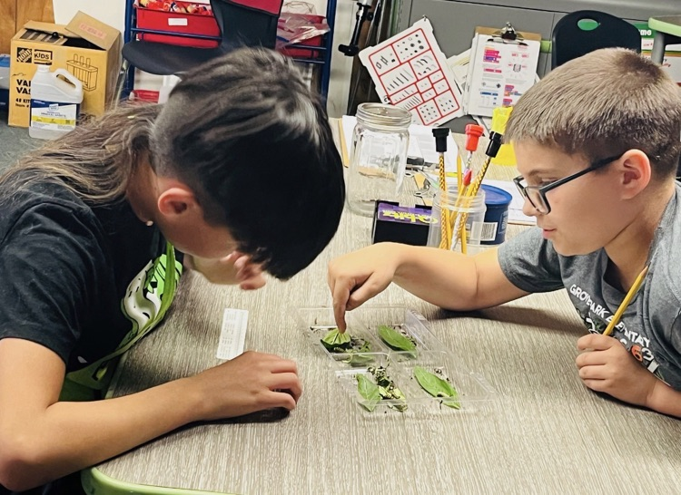 Gifted Presentation on Monarchs 