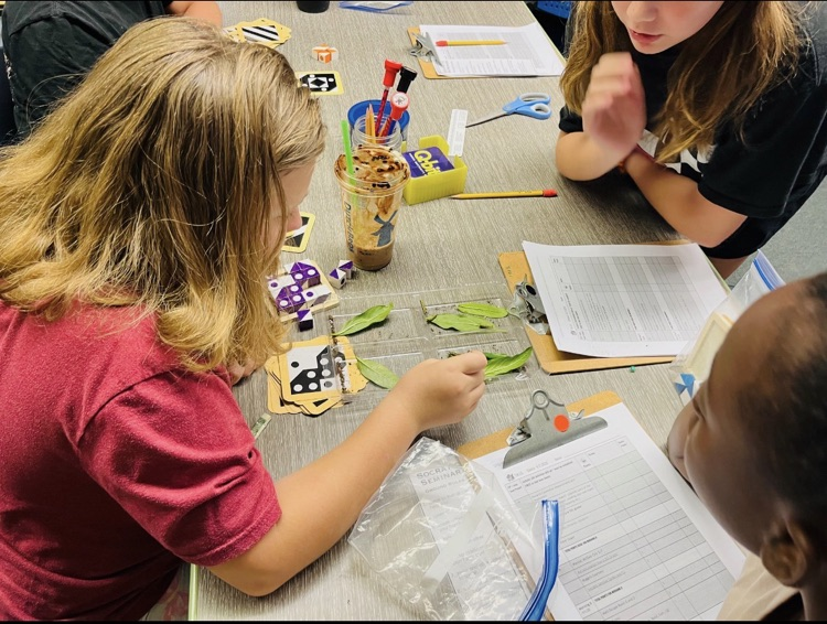 Gifted Presentation on Monarchs