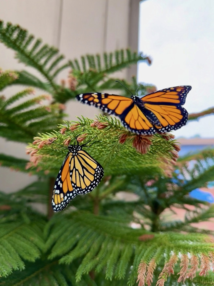 butterfly