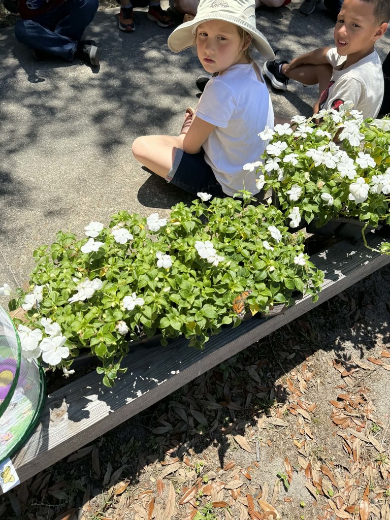 🦋🐛Spring is Here!🐛🦋 We had a fun Butterfly Release this week with 1st grade!