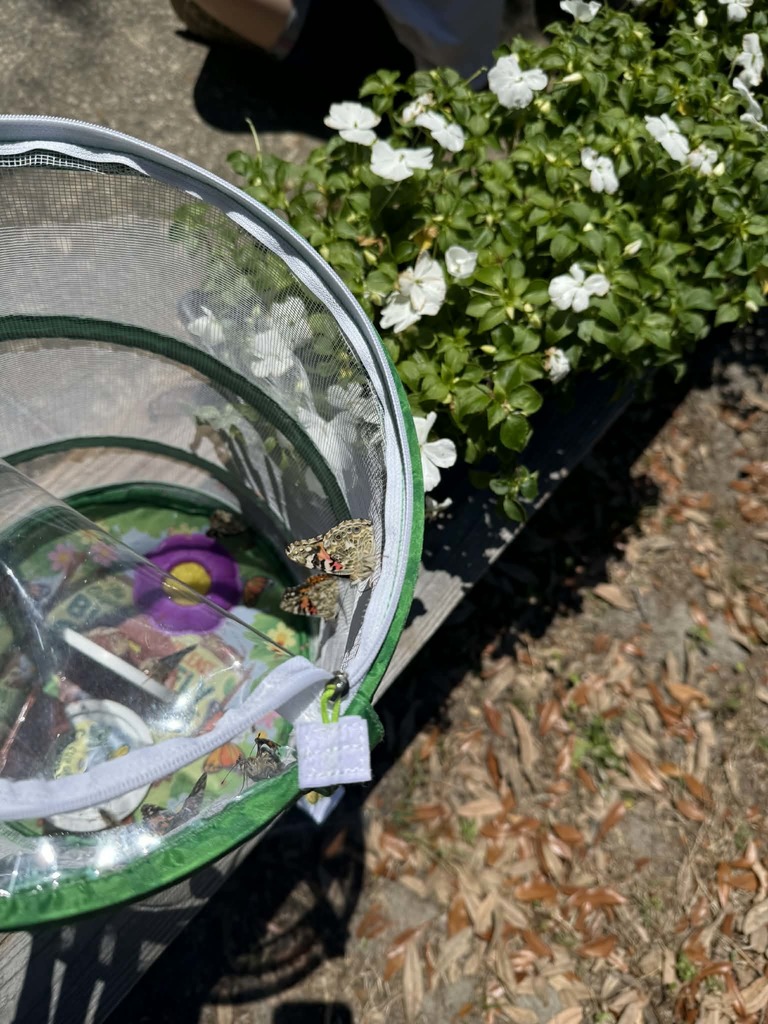 🦋🐛Spring is Here!🐛🦋 We had a fun Butterfly Release this week with 1st grade!