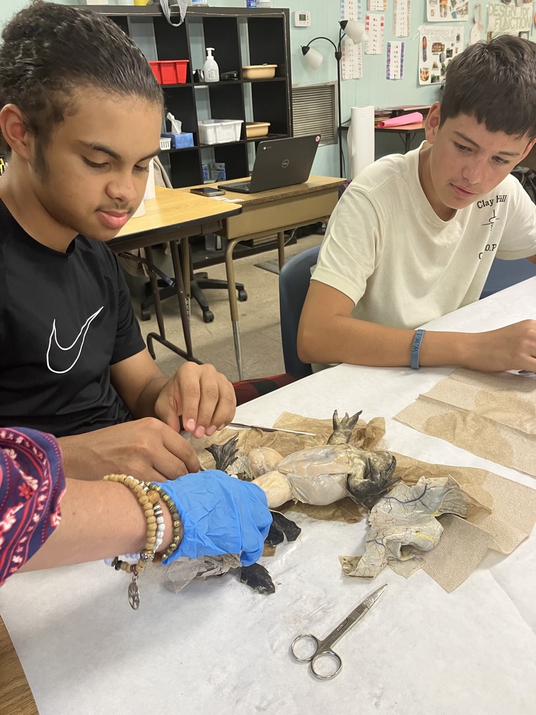 Students examine frogs  with tools. A desk with a laptop and a shelf are in the background.