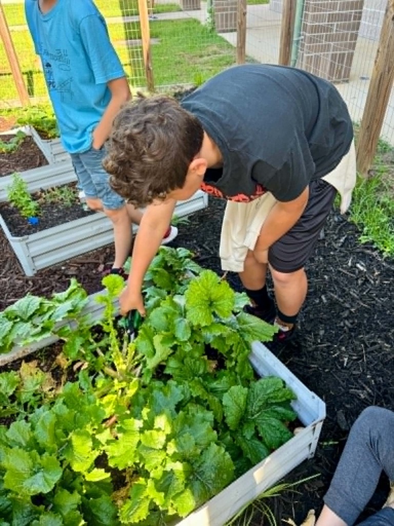 🥒🥗UE Veggie Garden🥗🥒 What a harvest from our UE vegetable garden! They picked some great huge zucchini and lots of lettuce. They gifted the biggest one to Mrs. Dryden as a surprise!
