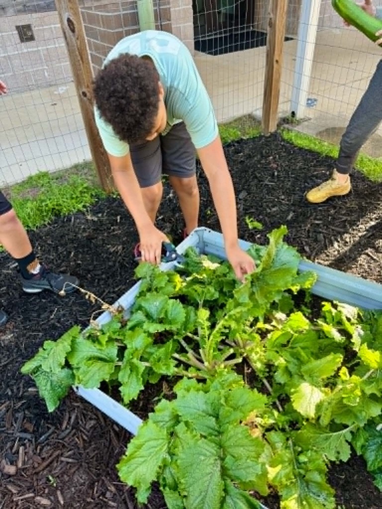 🥒🥗UE Veggie Garden🥗🥒 What a harvest from our UE vegetable garden! They picked some great huge zucchini and lots of lettuce. They gifted the biggest one to Mrs. Dryden as a surprise!
