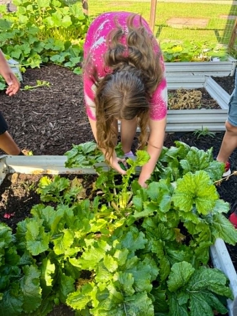 🥒🥗UE Veggie Garden🥗🥒 What a harvest from our UE vegetable garden! They picked some great huge zucchini and lots of lettuce. They gifted the biggest one to Mrs. Dryden as a surprise!