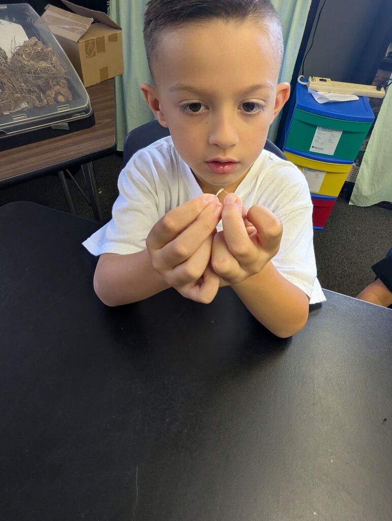 A child in a white shirt sits at a desk, holding a small object and examining it closely.