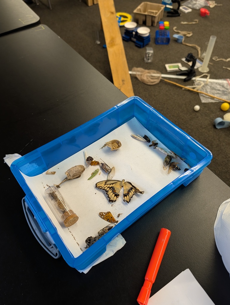 Tray on a table with small objects, including a butterfly, a vial, and other items.