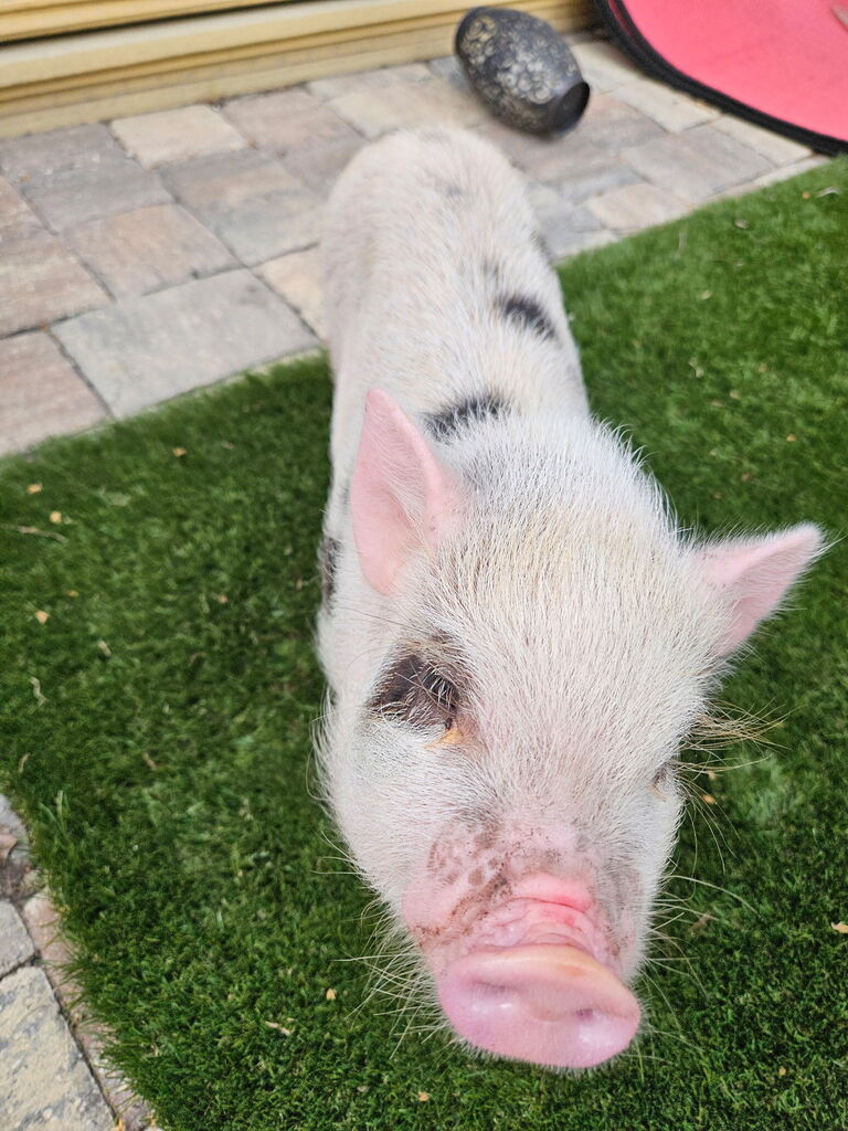 A white pig with black spots on a grassy patch. A stone and a red mat are behind it.