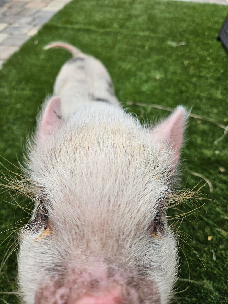 Close-up of a pig's face, ears, and nose on green grass. The pig has light pink skin and dark pink ears.