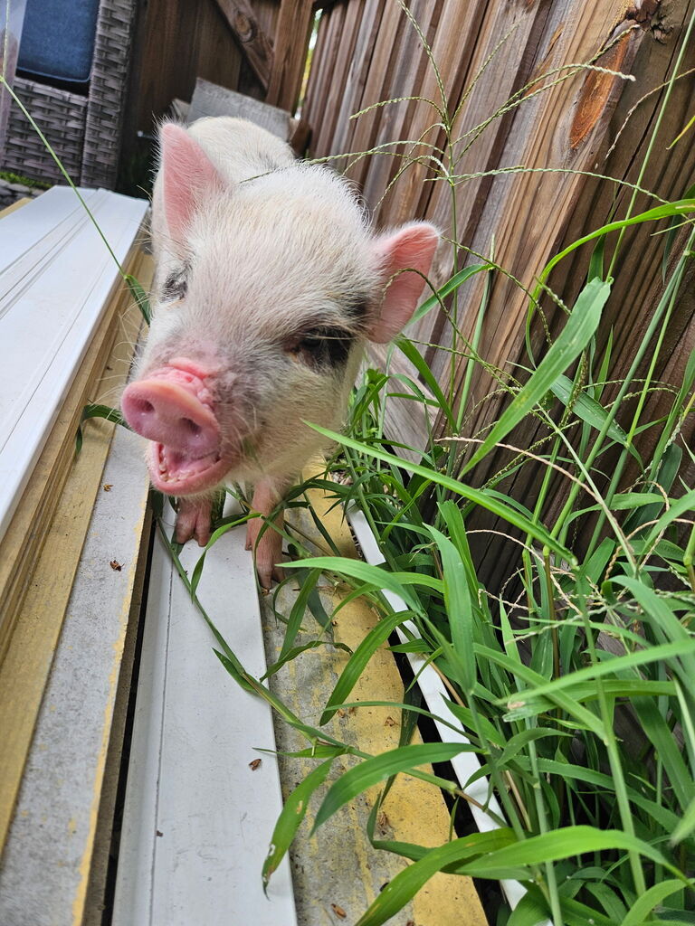 A small white pig stands on a wooden fence, looking down into tall grass. The pig has a pink snout.