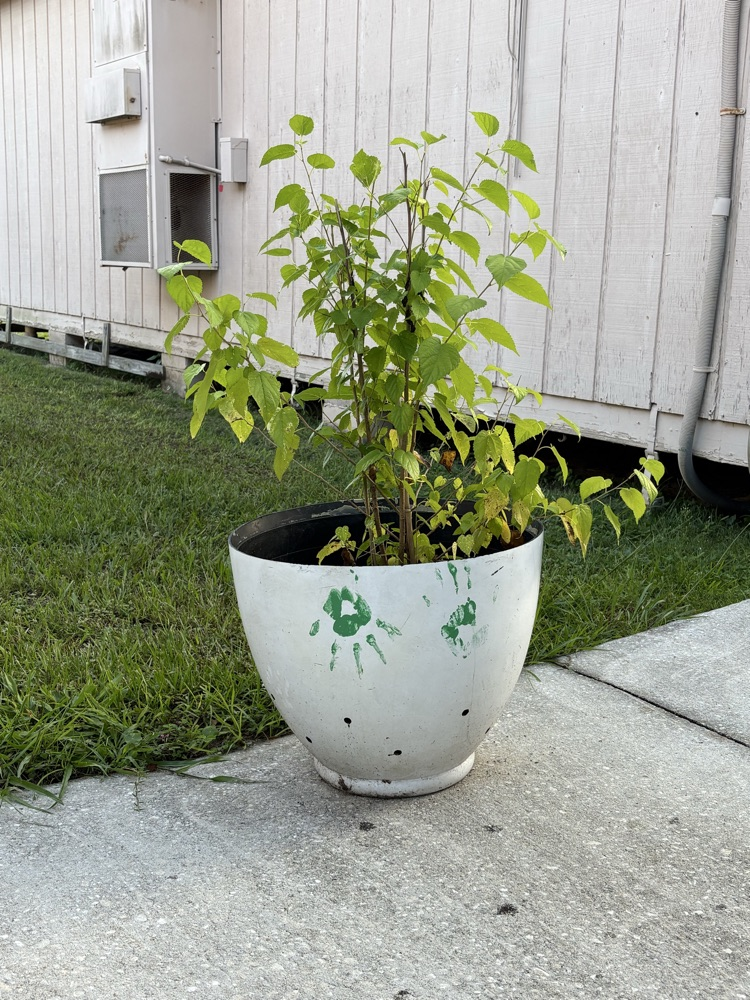 Potted plant with green hand prints