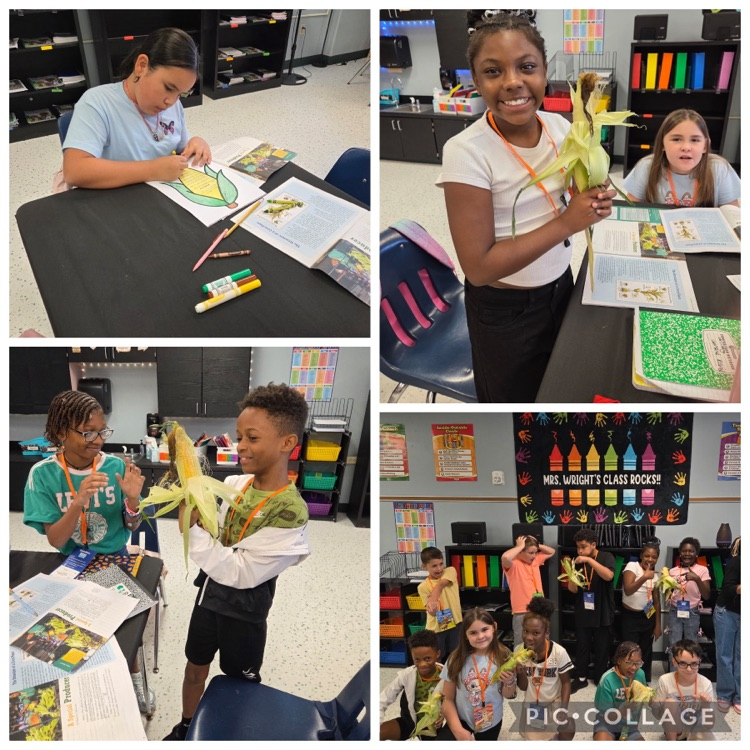 Picture of Students connecting their analysis of informational text with a hands-on activity using real corn to make meaningful, real-world connections.
