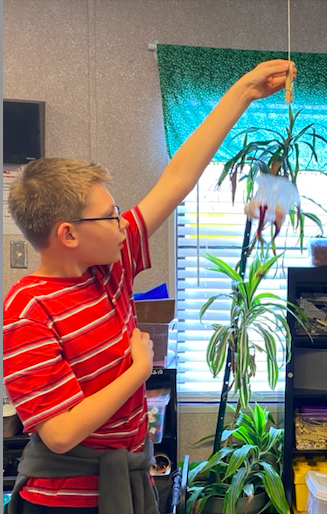A boy in a red striped shirt plays with a string attached to a plant.