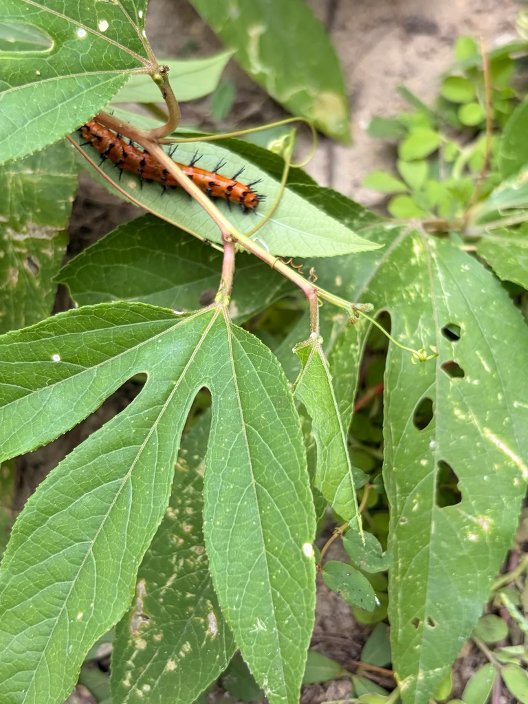 A caterpillar with a red and black body is on a green leaf with holes. The leaf is part of a plant.