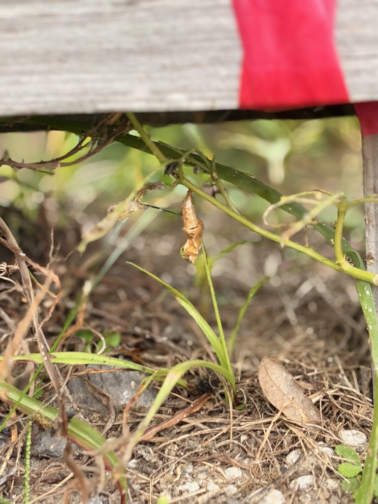 Wooden structure with red fabric on top, green plants growing beneath, a small leaf on the ground.