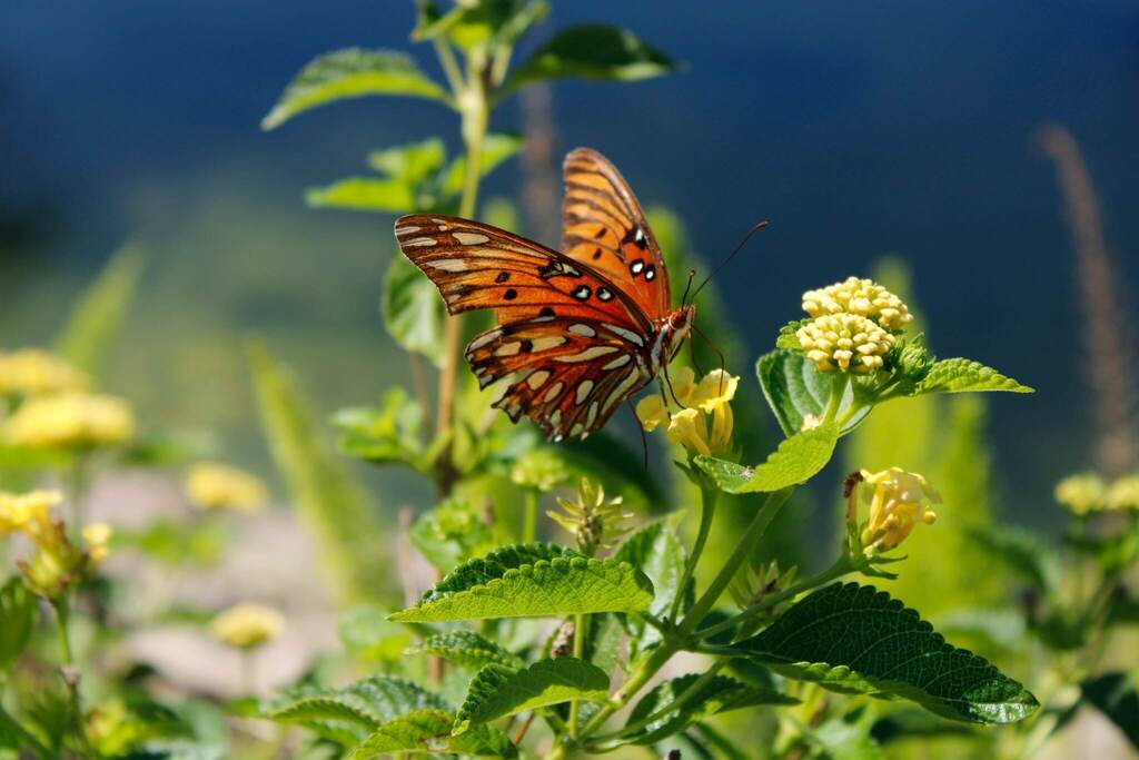 Butterfly with orange and black wings resting on green plant with yellow flowers. Blurry water body in background.