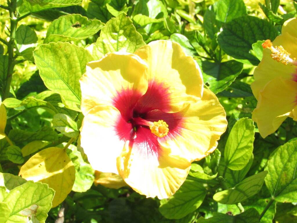 A closeup of a yellow and red flower with green leaves. Sunlight illuminates the flower.