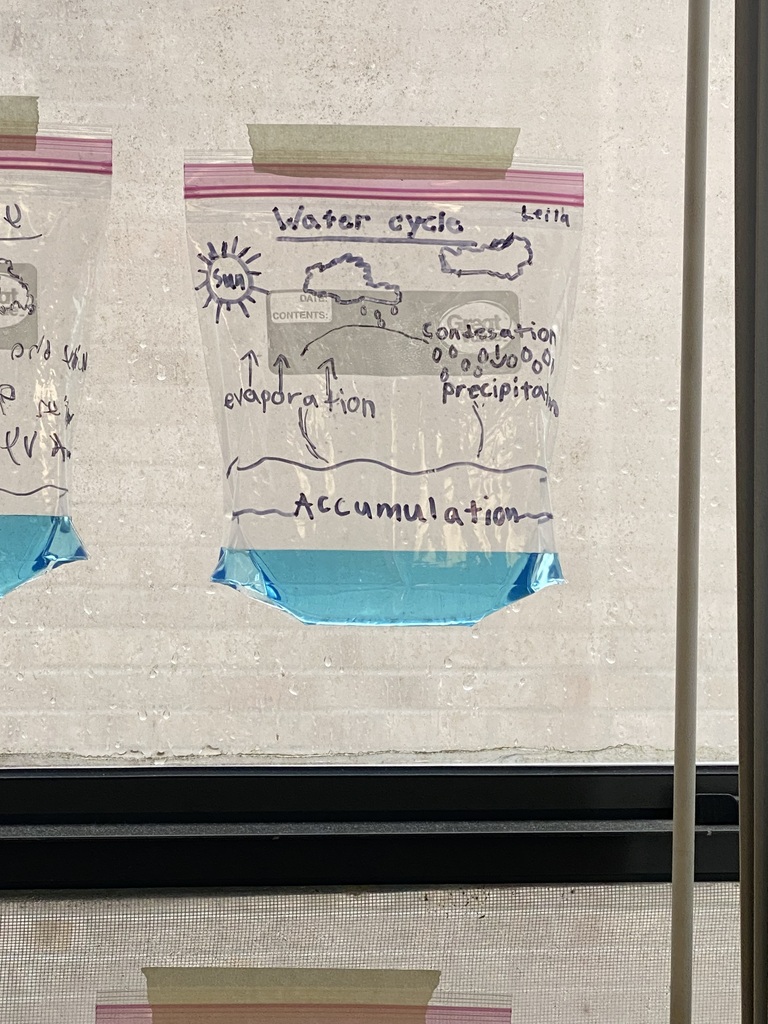 Three clear plastic bags with blue water attached to a wall. Drawings and text on bags label parts of the water cycle.