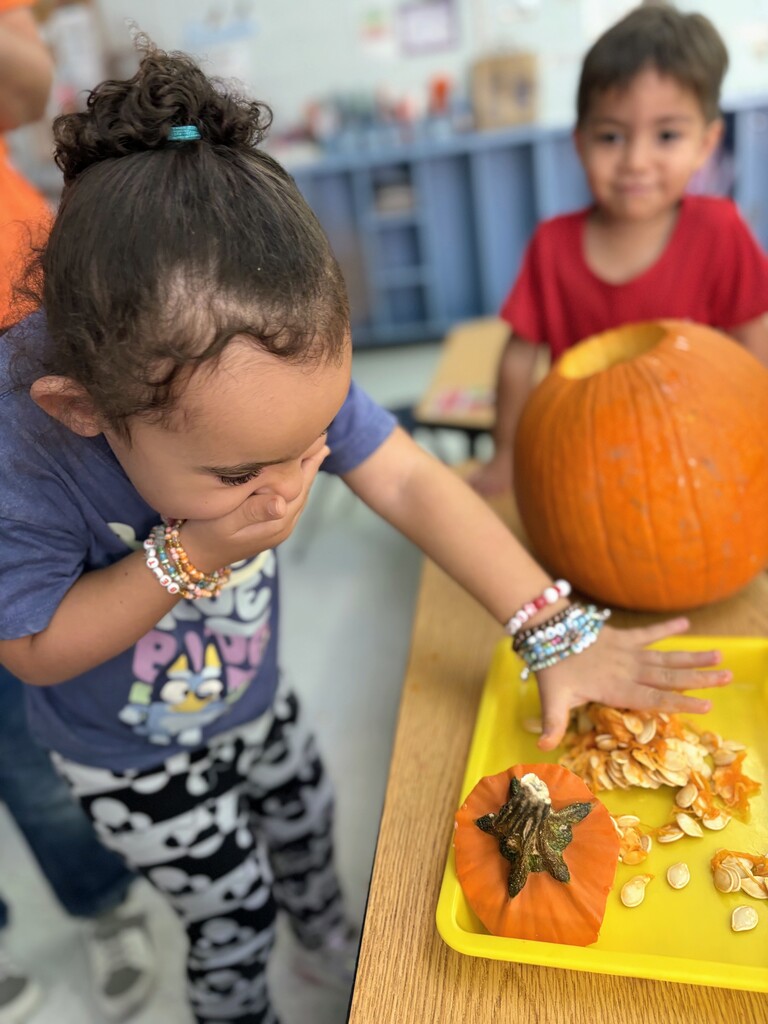 🎃 Pumpkin Investigation Unit: Complete! 🎃 Our young Manatees turned into mini-scientists today for a hands-on Pumpkin Investigation! 🕵️♂️✨ They put on their thinking caps to explore: 🎨 Colors (from bright orange to subtle greens!) 📐 Shapes (round, oval, tall, and squat!) ✨ Attributes (bumpy, smooth, heavy, and ribbed!) Hands-on learning is the best learning!