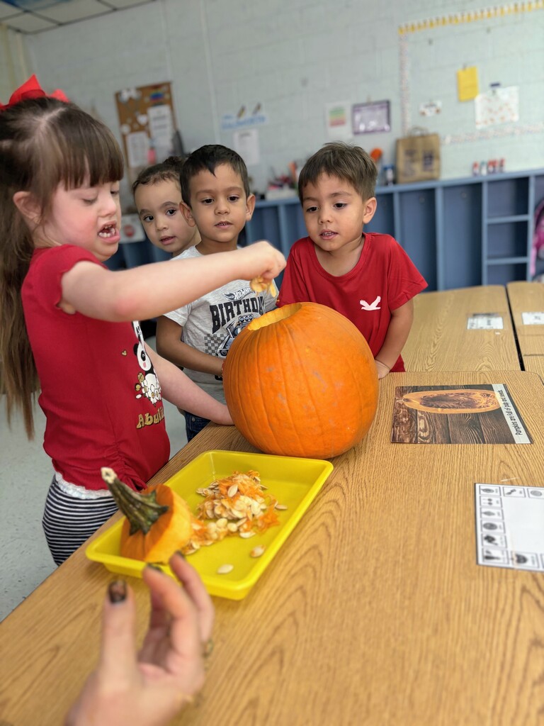 🎃 Pumpkin Investigation Unit: Complete! 🎃 Our young Manatees turned into mini-scientists today for a hands-on Pumpkin Investigation! 🕵️♂️✨ They put on their thinking caps to explore: 🎨 Colors (from bright orange to subtle greens!) 📐 Shapes (round, oval, tall, and squat!) ✨ Attributes (bumpy, smooth, heavy, and ribbed!) Hands-on learning is the best learning!