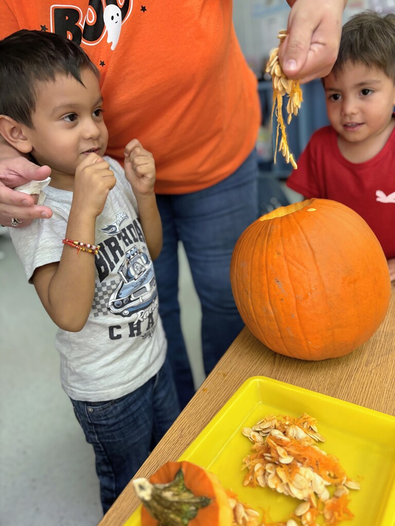 🎃 Pumpkin Investigation Unit: Complete! 🎃 Our young Manatees turned into mini-scientists today for a hands-on Pumpkin Investigation! 🕵️♂️✨ They put on their thinking caps to explore: 🎨 Colors (from bright orange to subtle greens!) 📐 Shapes (round, oval, tall, and squat!) ✨ Attributes (bumpy, smooth, heavy, and ribbed!) Hands-on learning is the best learning!