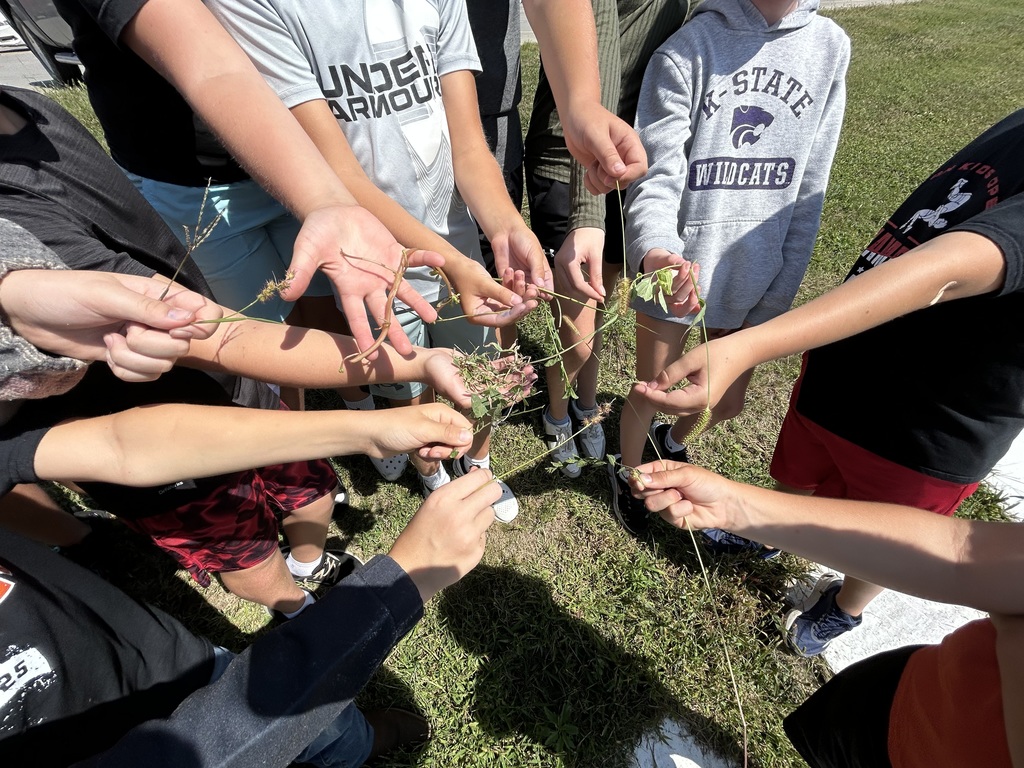 In Mr. Sleichter’s 6th grade elective "Exploring Agriculture and Natural Resources," students are introduced to the broad field of Agriculture and the natural resources all around them.  Through hands-on activities, students learn to find and identify common trees,  grasses, forbs, mammals, fish, herpetofauna, and insects.  Today, the students explored the “big ditch” in front of the school and quickly found 10 of the plants on their list.   Students who enjoy this class can come back as 8th graders and study and compete in the Ecomeet at the Milford Nature Center in October.  #celebrate379