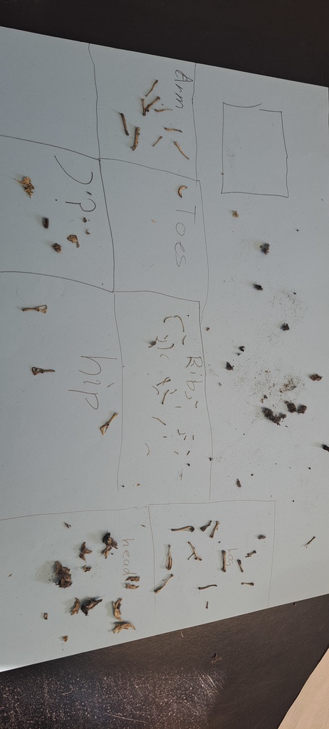 🦉🔍 Last week, Mrs. Trembath’s 7th graders got hands-on with science by dissecting owl pellets!  Some thought it was a little gross… but also super fascinating. As they discovered bones and pieced together what the owl had eaten, students learned about food webs—and even got to play detective! 🕵️‍♂️🕵️‍♀️  Who knew science could be such a hoot? #celebrate379