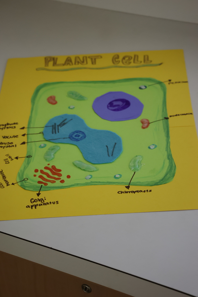 Mr. Wildeman is the new Biology/A&P teacher at CCCHS and has been doing a great job! Today, his Biology students were working on building cell models to be able to describe the different organelles and their functions inside these cells. Students had to research different cells before creating their masterpieces! #celebrate379