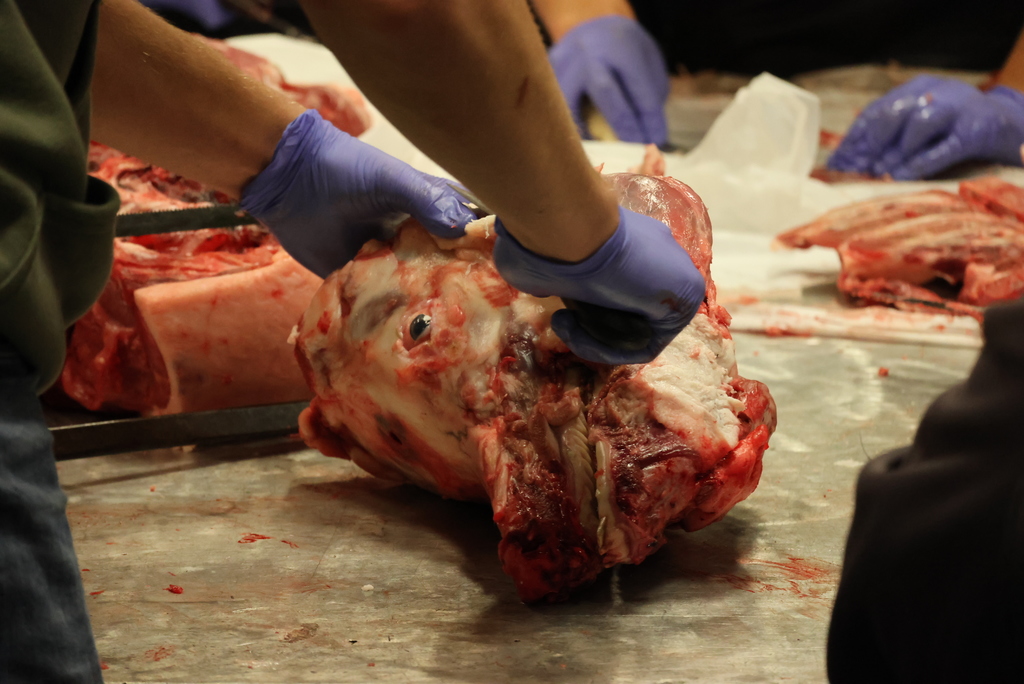 Forget the turkey, Mr. Craig's students were serving up ham this morning!  Schwartz Farms was nice enough to donate a hog for this learning activity, and the Clay Center Locker Plant killed and delivered it whole to the CCCHS Ag garage. After that, it was the students' turn to butcher from whole hog down to all of the parts!  Thanks to Lee Weiss, a retired Ag teacher and FFA advisor, who donated his morning to teach the students all about the butchering process. As you can see, it was a hands-on process!  Some of the pork will be eaten at FFA events, and some will be donated to the Lighthouse. All of it was a great learning experience! #celebrate379