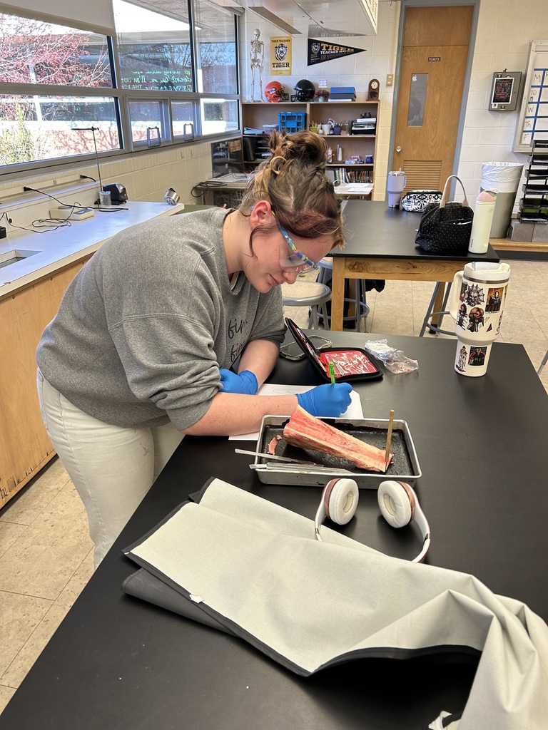 Students in Mr. Wildeman's anatomy and physiology class are studying the skeletal system. To help learn about the different structures that make up bones, students dissected actual beef bones. #celebrate379