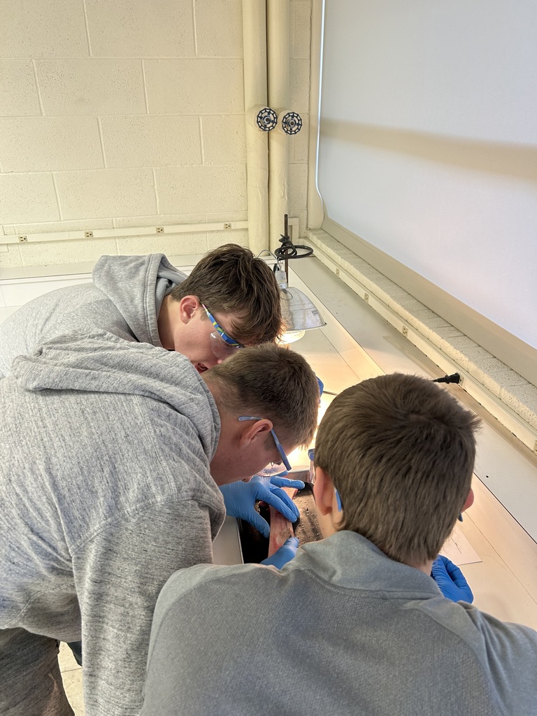 Students in Mr. Wildeman's anatomy and physiology class are studying the skeletal system. To help learn about the different structures that make up bones, students dissected actual beef bones. #celebrate379