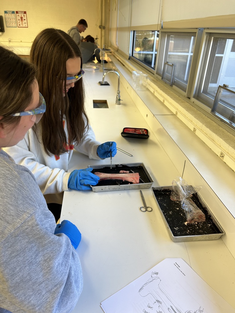 Students in Mr. Wildeman's anatomy and physiology class are studying the skeletal system. To help learn about the different structures that make up bones, students dissected actual beef bones. #celebrate379