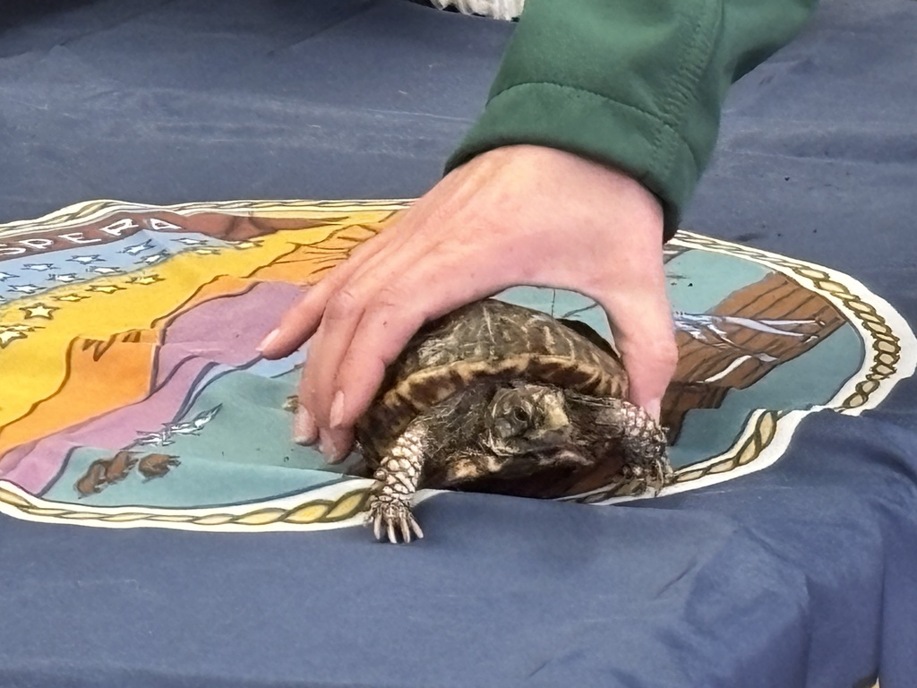 Today, first-grade students had a special guest from the Milford Nature Center who presented on Kansas symbols. The students loved seeing a live ornate box turtle and a barred tiger salamander! And in case you didn't know, Kansas Day is tomorrow! #celebrate379