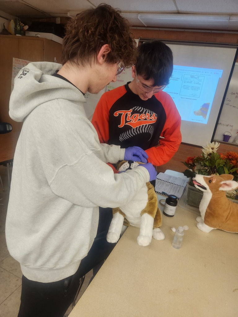 Mrs. Flegler's Animal Care (Vet Science) class has been learning about the importance of prescriptions for animal use. They first deciphered prescriptions, then applied math concepts to determine how many tablets should be in a prescription, and then filled the prescription label and bottle to the specifications. The next day, students practiced administering medicines to their clients via oral, aural, and ophthalmic routes. #celebrate379