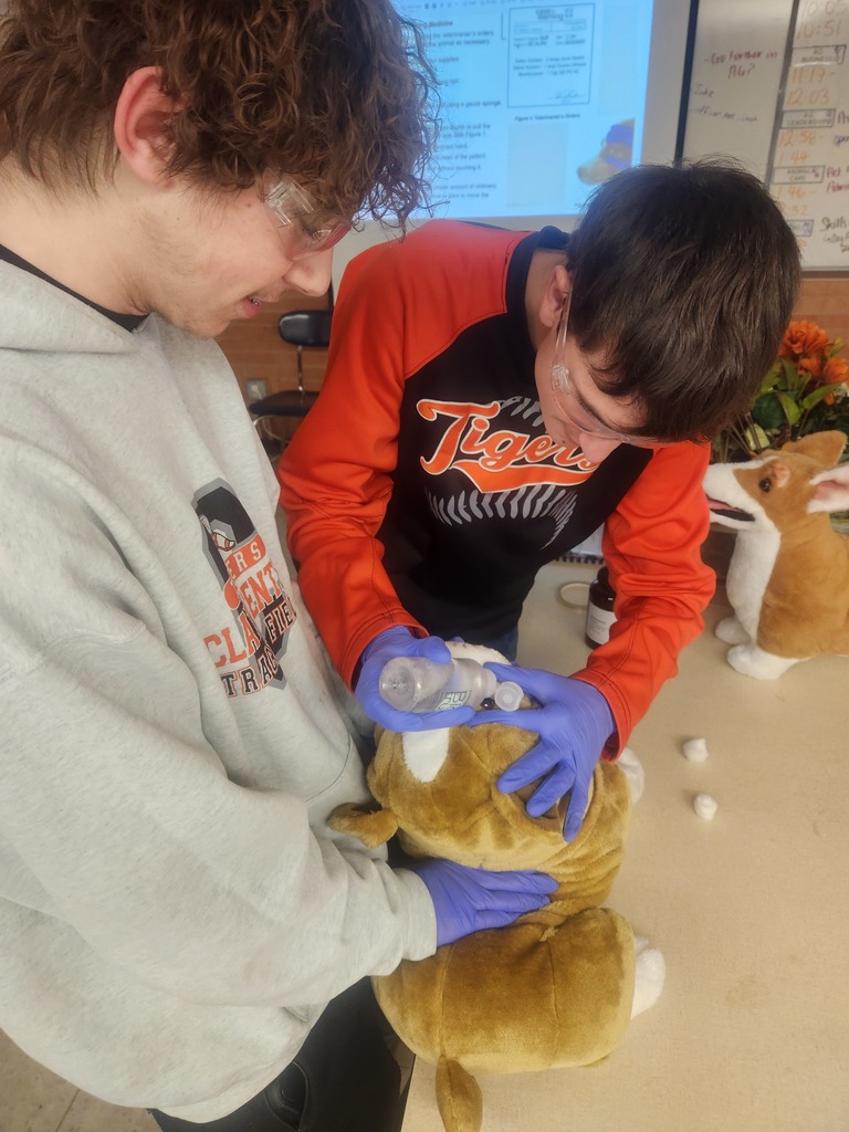 Mrs. Flegler's Animal Care (Vet Science) class has been learning about the importance of prescriptions for animal use. They first deciphered prescriptions, then applied math concepts to determine how many tablets should be in a prescription, and then filled the prescription label and bottle to the specifications. The next day, students practiced administering medicines to their clients via oral, aural, and ophthalmic routes. #celebrate379