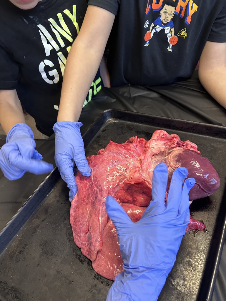 Nurse Jessie Smith gave a presentation to second graders today about the human heart. As always, she brought some examples of animal hearts that the students got to view and touch. Talk about a fascinating hands-on experience! #celebrate379
