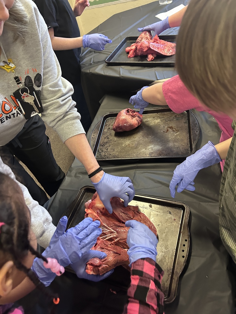 Nurse Jessie Smith gave a presentation to second graders today about the human heart. As always, she brought some examples of animal hearts that the students got to view and touch. Talk about a fascinating hands-on experience! #celebrate379