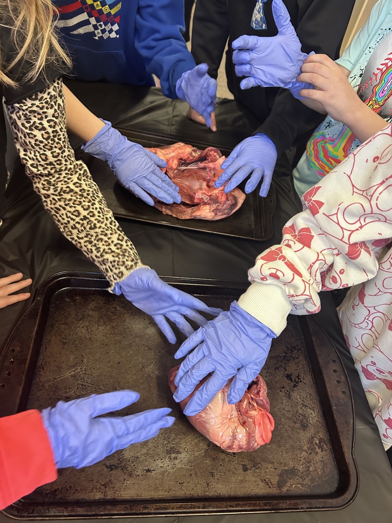 Nurse Jessie Smith gave a presentation to second graders today about the human heart. As always, she brought some examples of animal hearts that the students got to view and touch. Talk about a fascinating hands-on experience! #celebrate379
