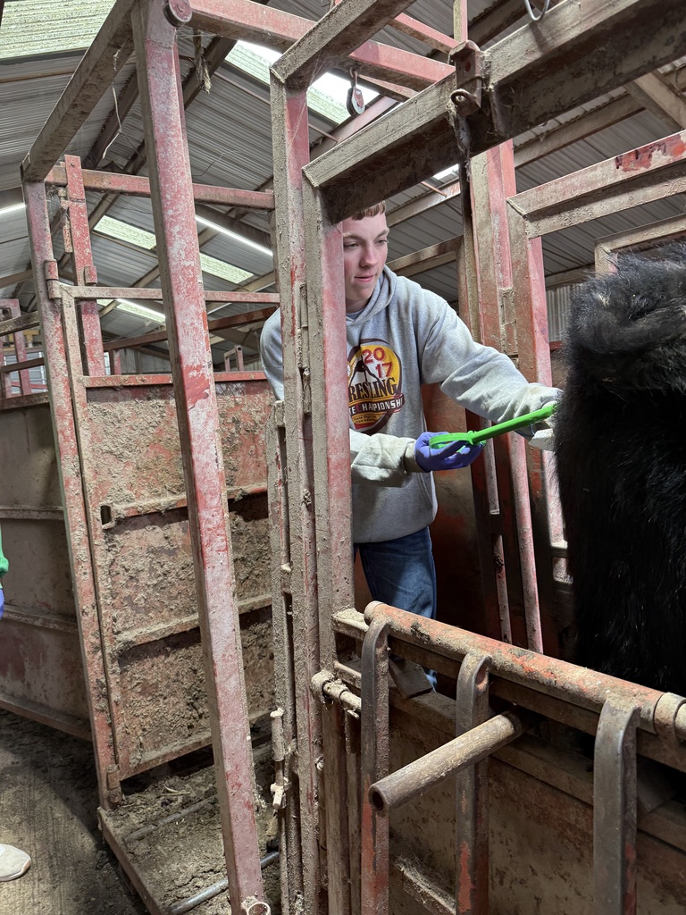 An applied ag student implements an estrous synchronization protocol in a cow.