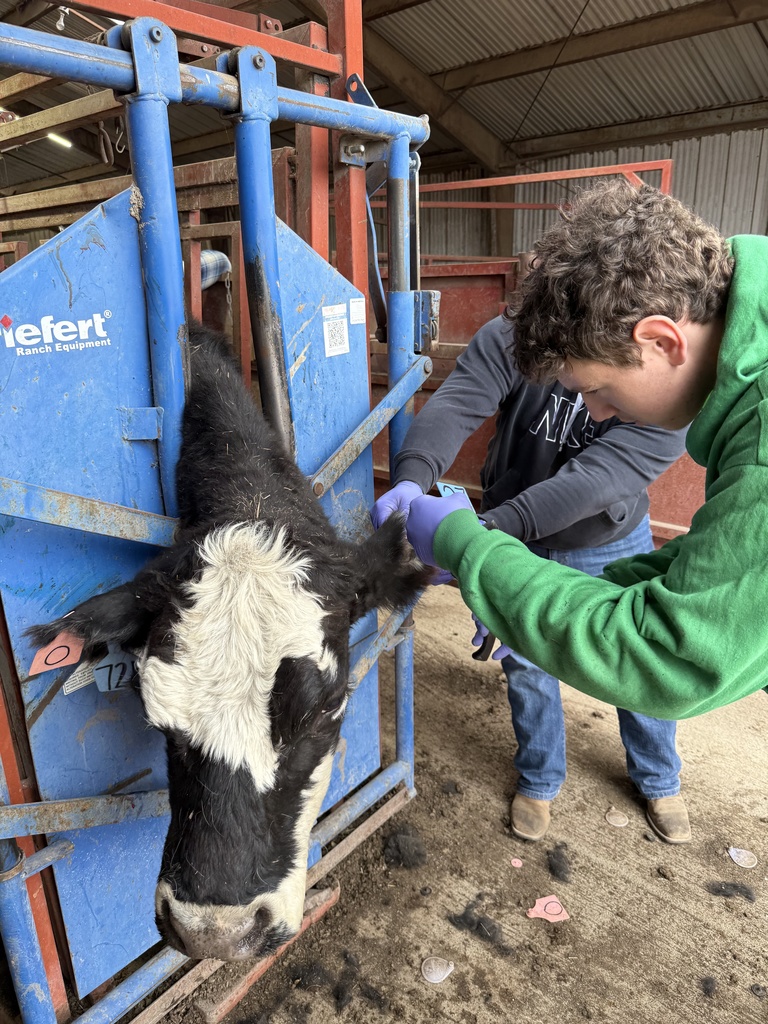 An applied ag studen clips an ear tag on to a cow.