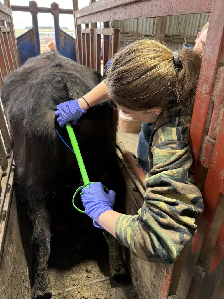 An applied ag student implements an estrous synchronization protocol in a cow.