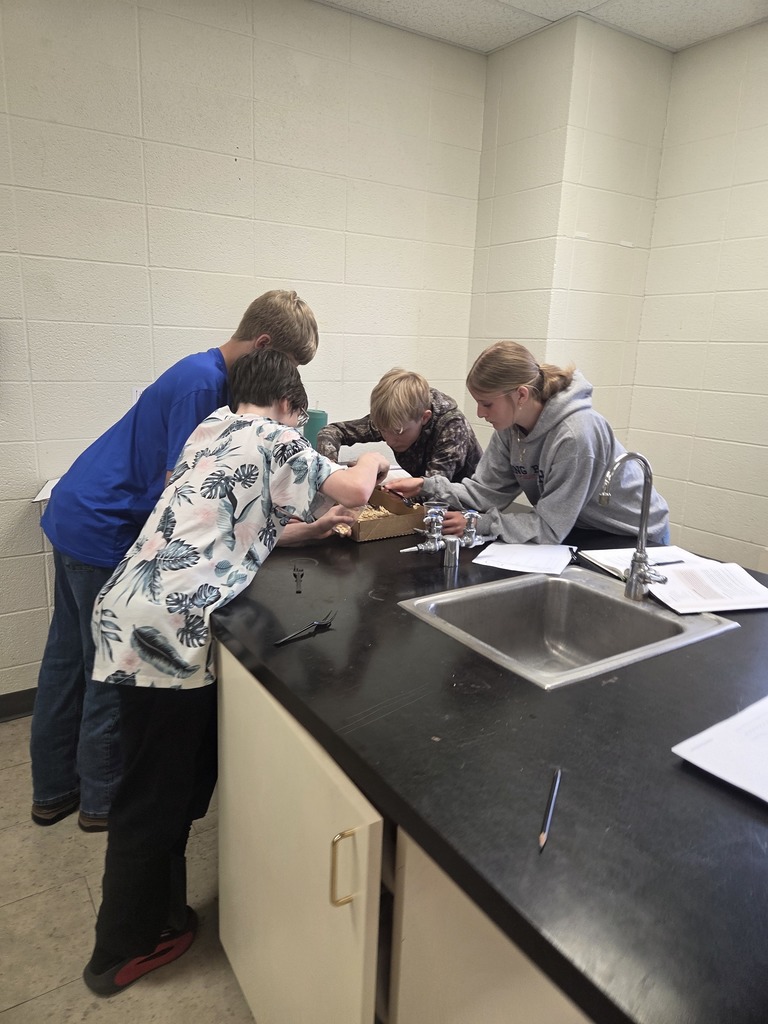7th grade conducted a fun experiment to understand why animals evolve over time. This experiment is called Battling Beaks and reminded students of Hungry Hungry Hippo. They used forks with 1, 2, or all 4 tines, depending on what they rolled on their dice. They used those forks (bird beaks) to pick up wild loops off the forest floor (Cheerios in a box flat). They learned that it was easier to get more food with 4 tines, and that the animals that could get more food were more likely to survive. #Celebrate379