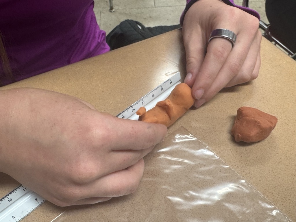 Students in Mrs. Craig’s Human Growth & Development class created their own fetus models using clay, a pipe cleaner, and a Ziploc bag, carefully considering the size, appearance, and developmental stage of a real fetus.