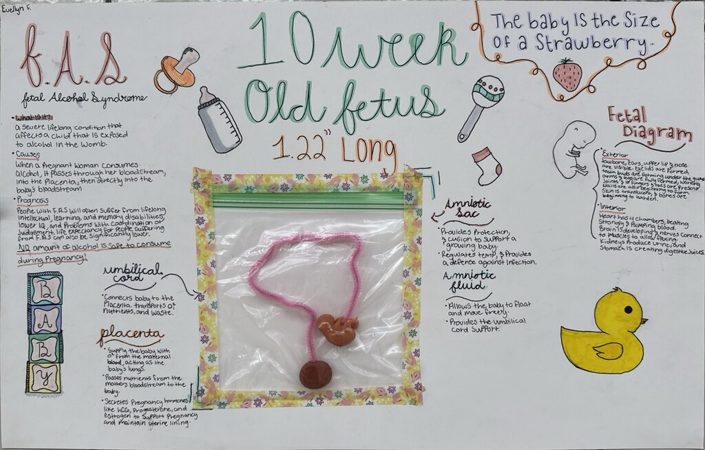 Students in Mrs. Craig’s Human Growth & Development class created their own fetus models using clay, a pipe cleaner, and a Ziploc bag, carefully considering the size, appearance, and developmental stage of a real fetus.
