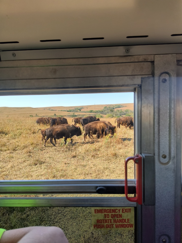 Mrs. Simnitt's 4th graders view bison in a bus during their Konza Prairie field trip
