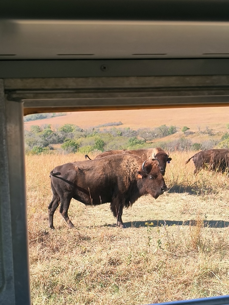 Mrs. Simnitt's 4th graders view bison in a bus during their Konza Prairie field trip