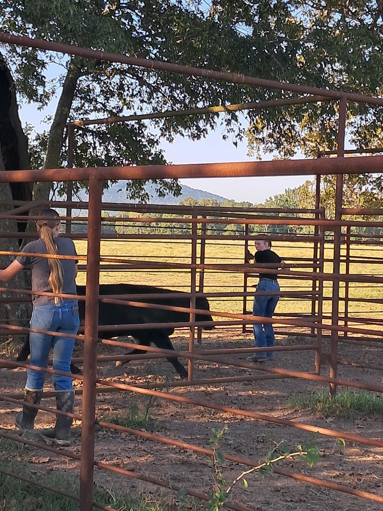 students working cattle