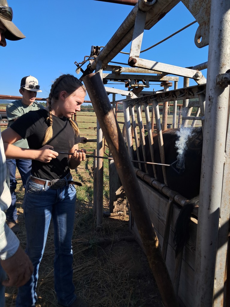 students working cattle