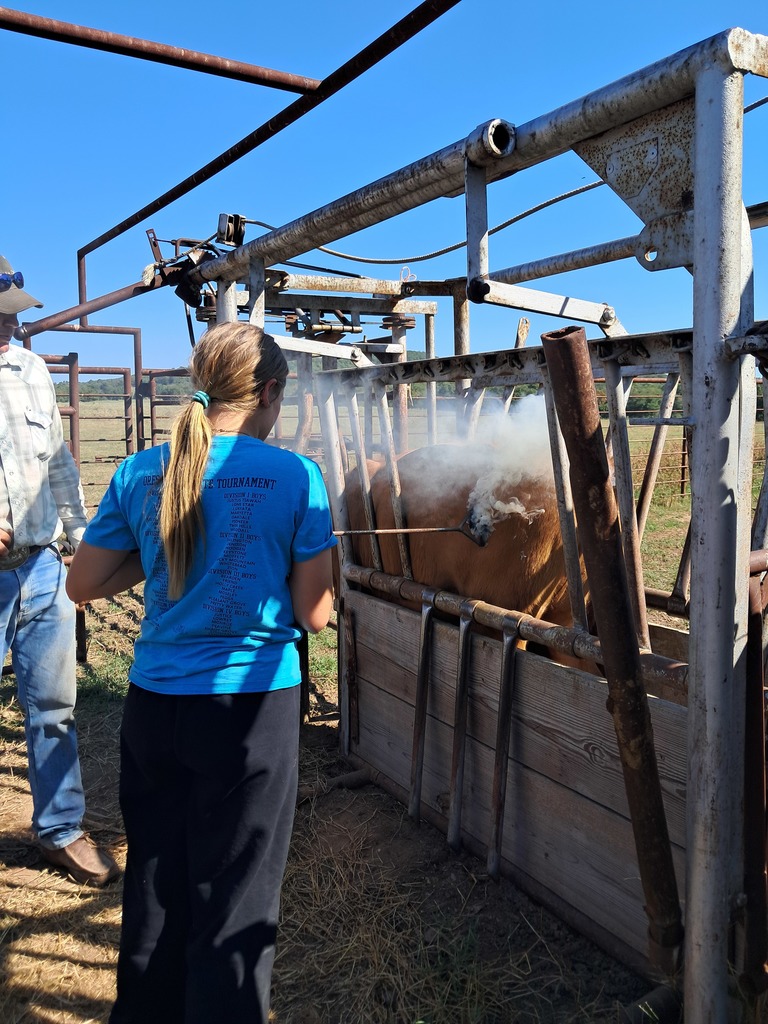 students working cattle