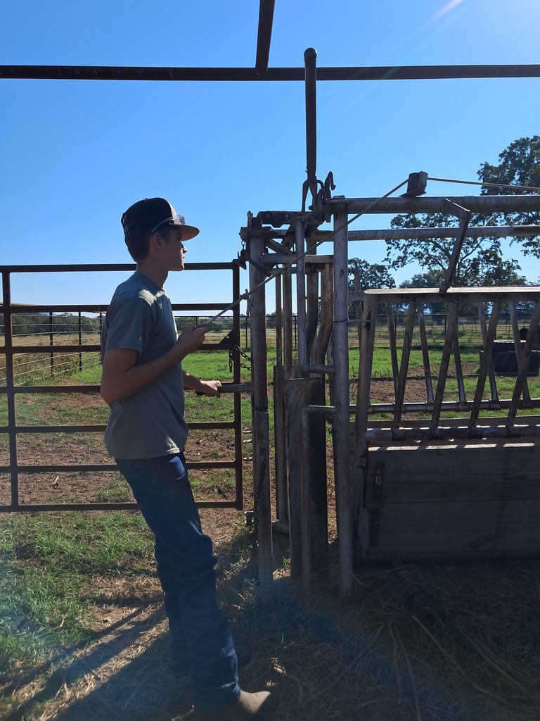 students working cattle